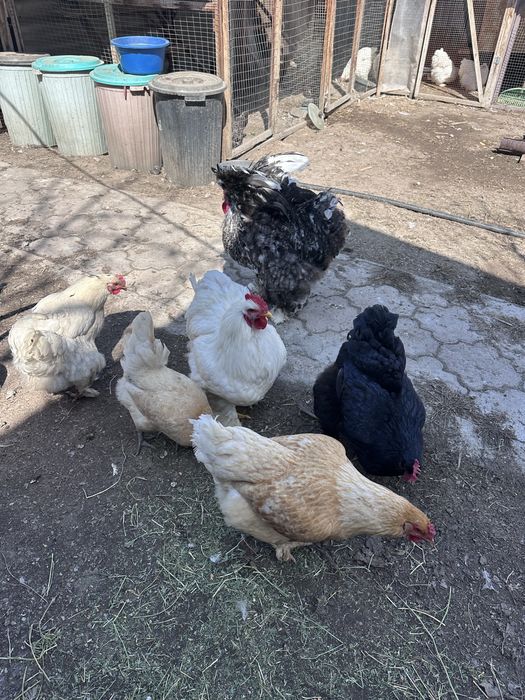 Инкубационное яйцо