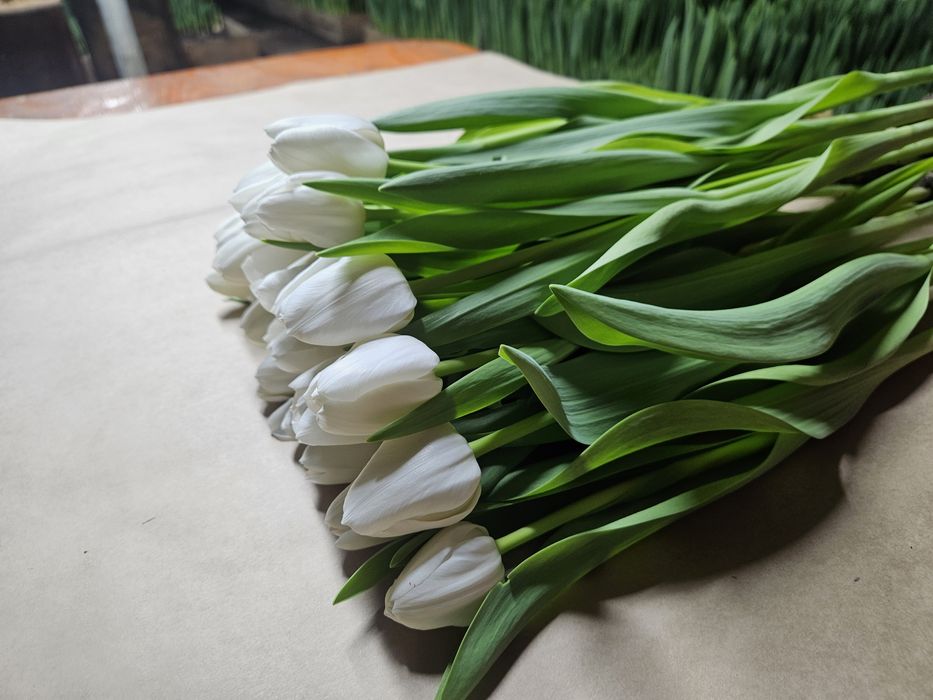 Тюльпаны Галанский оптом