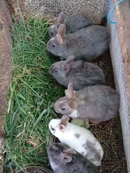 Iepurași dragalasi pt Paști