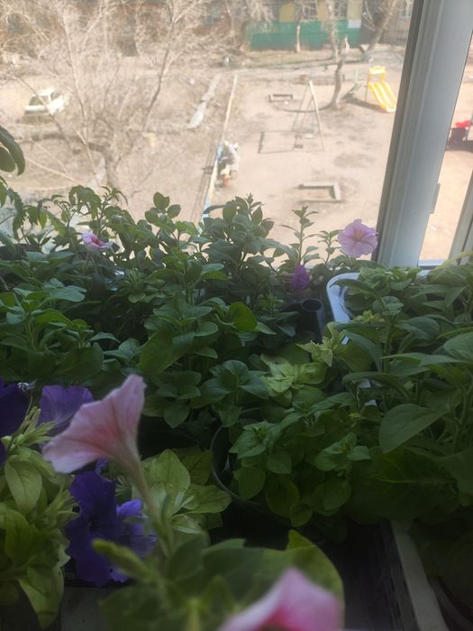 Продаю цветы петуньи