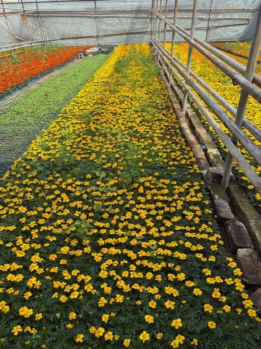 Bananza gul, Gul ko’chatlari, Gul ko’chatlar. Гул кучат, Цветы. Гуллар