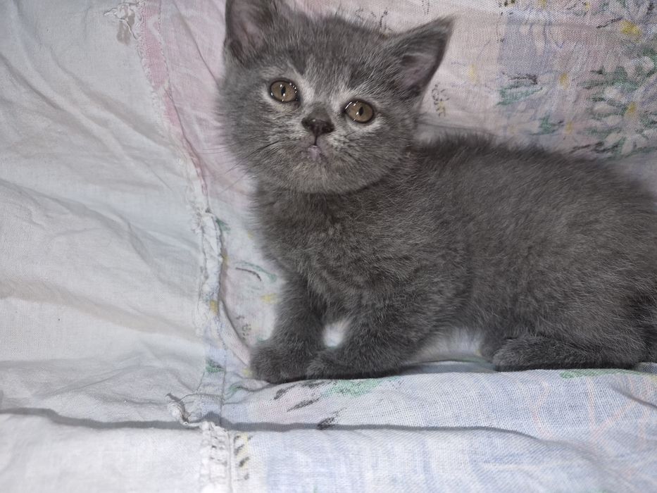 Продажа котят...