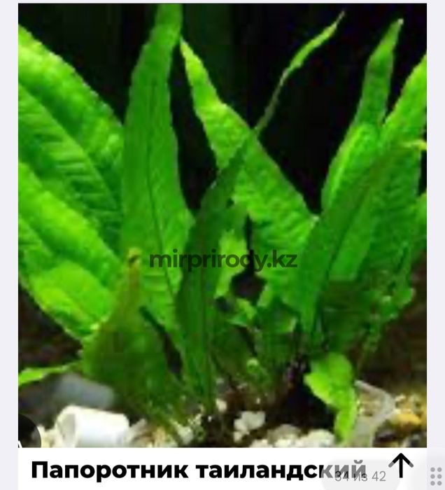 Растения для акварюма