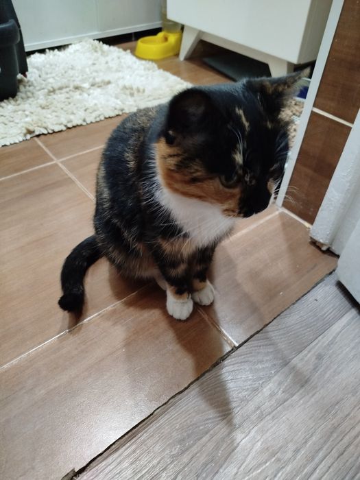 Трёхцветная красавица