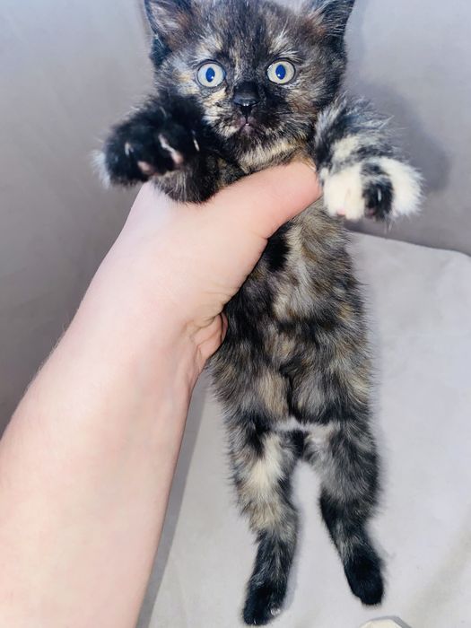Котенок -девочка