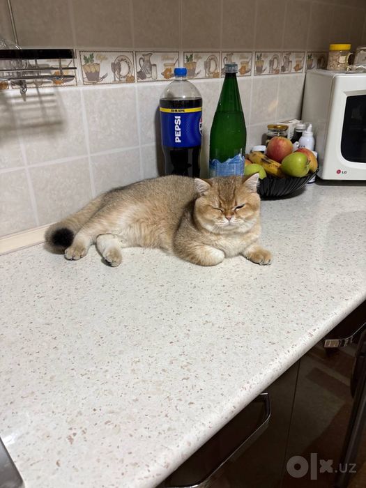 Вязка породистых котов