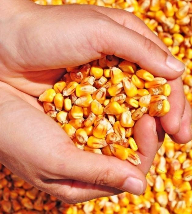 Vând porumb boabe 2025