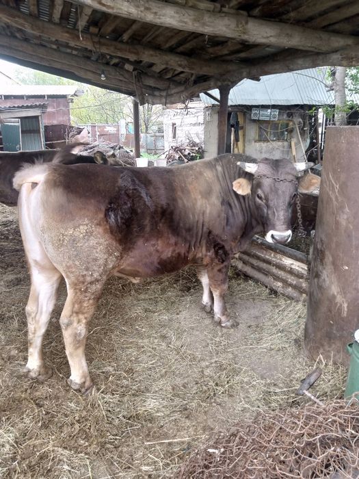 Бычок алатауской