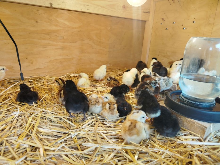 Inkubator sotiladi 68talik pol avtomat ochib chiqish %zoʻr