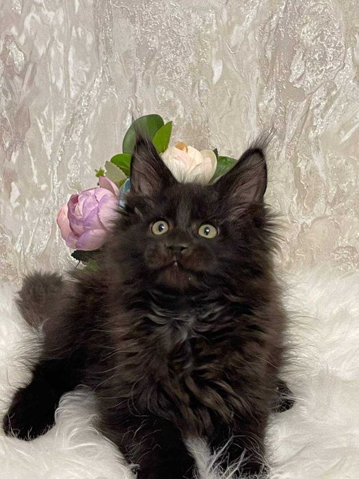 Продается Мальчик мейнкун