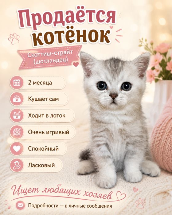 Скоттиш-страйт (шотландец)