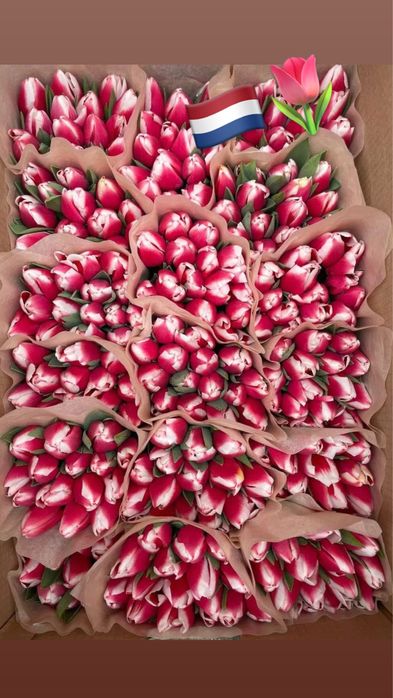Крупные Тюльпаны