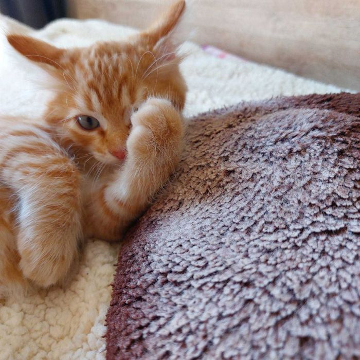 Котята рыженькие