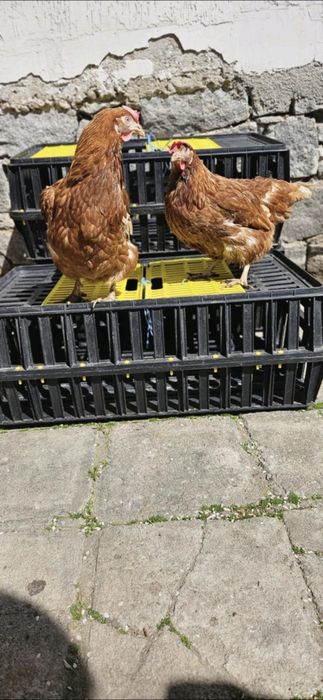Продавам кокошки