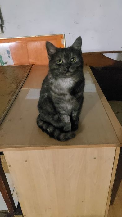 Ищем дом для замечательных котов.