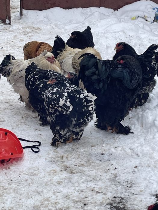 Vand cocasi si gaini brahma