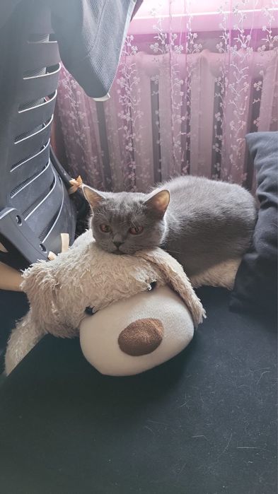 Отдам в добрые руки