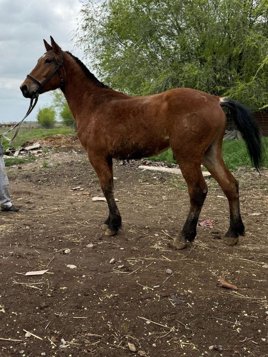 Орловский құнан еркек
