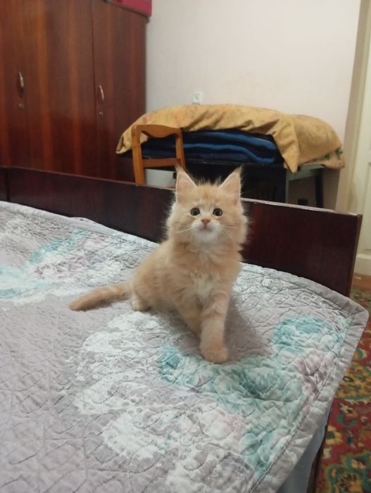 Продаются котята
