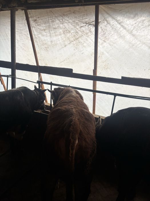 Smental mol sotiladi