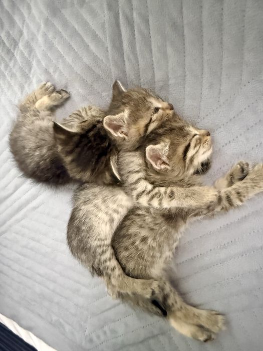 Отдам в добрые руки котят
