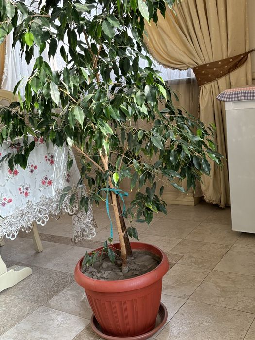 Продам Фикус Даниель