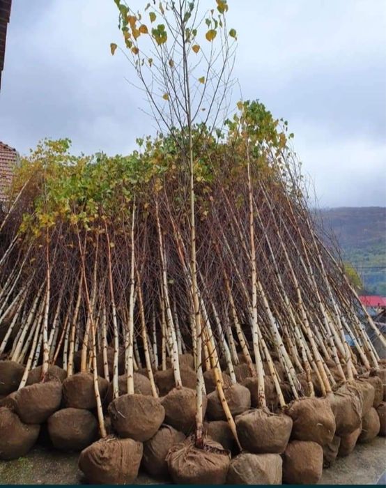 Vând mesteacăn alb ornamental