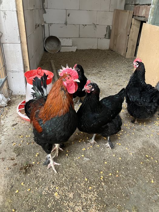 Oua incubat gaini Marans -oua ca de ciocolata