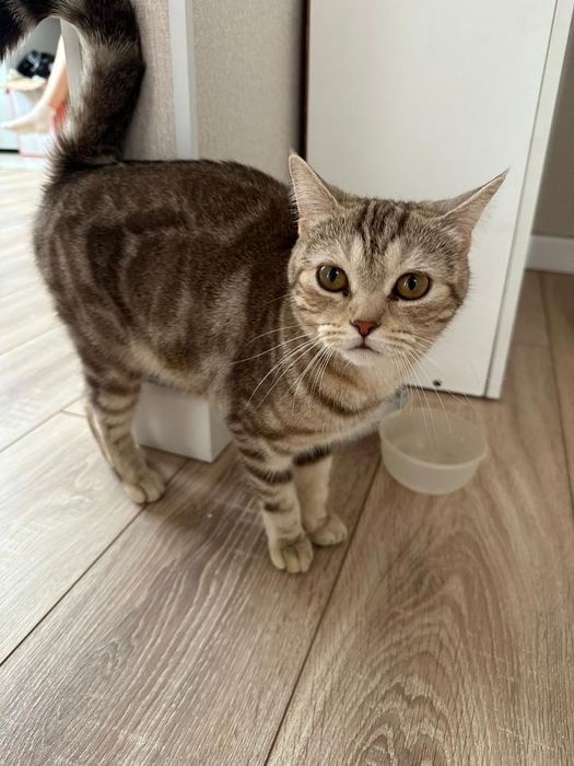 Отдам кошку даром