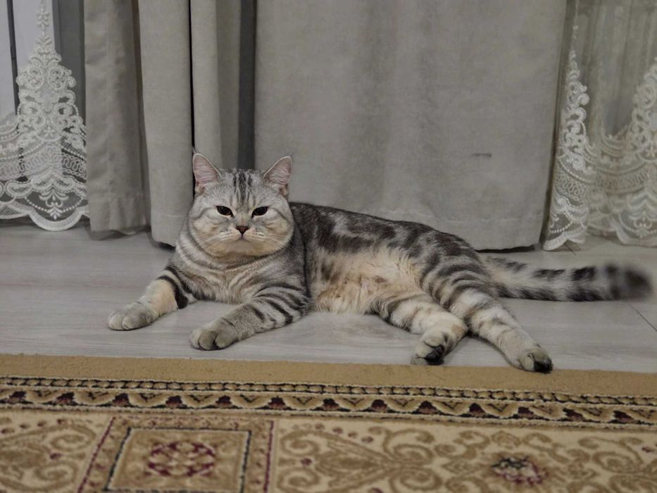 Вязка. Британский кот. Шиншилла