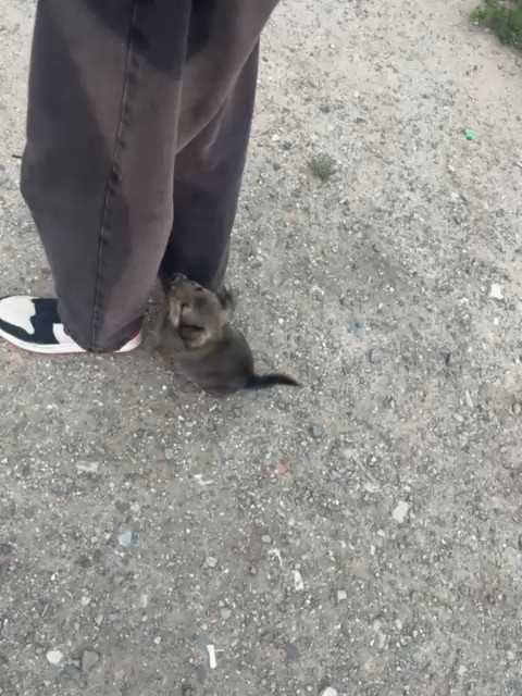 Щенок (мальчик) ищет дом!