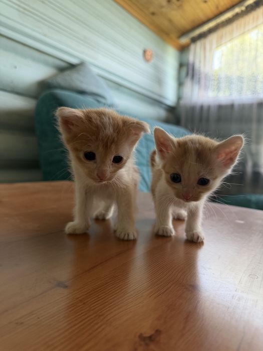 Котята в хорошие руки