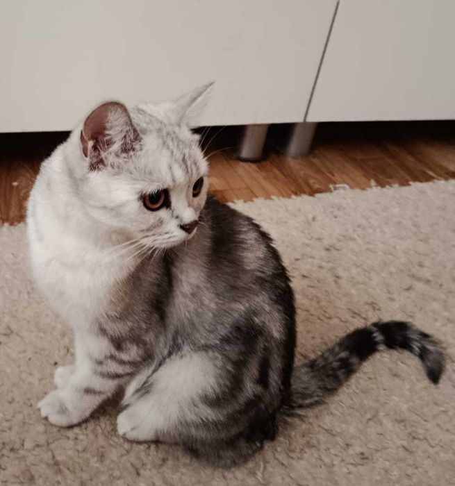 котята британцы короткошерстные