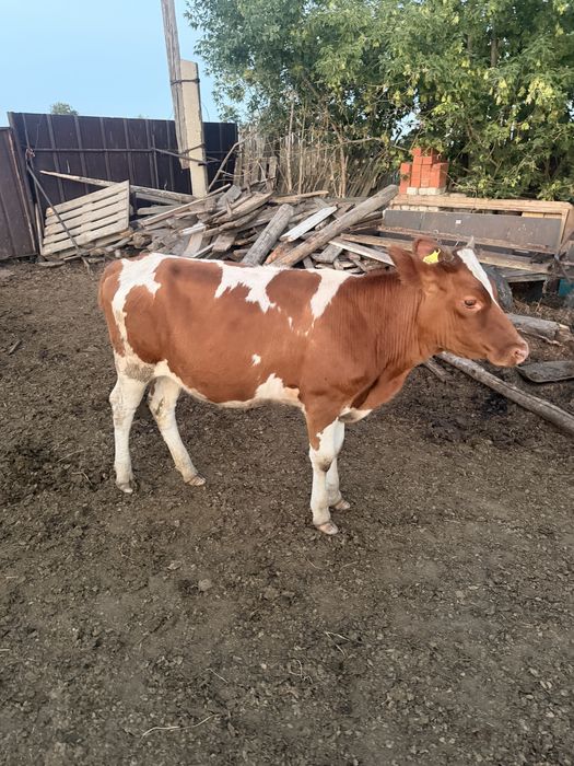 Продам телочку годовалую