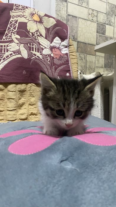 Кошки 2 мальчик 1 девочка