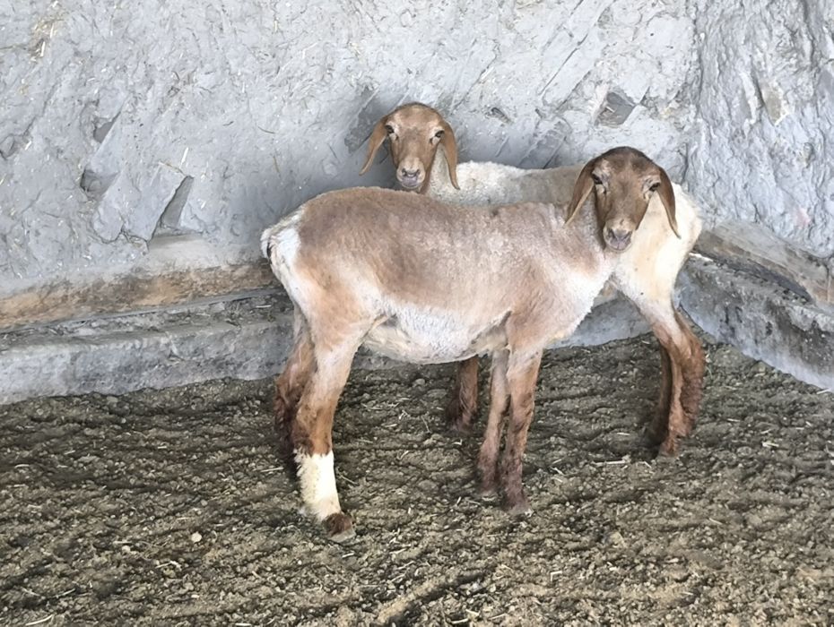 Egiz barra sotiladi