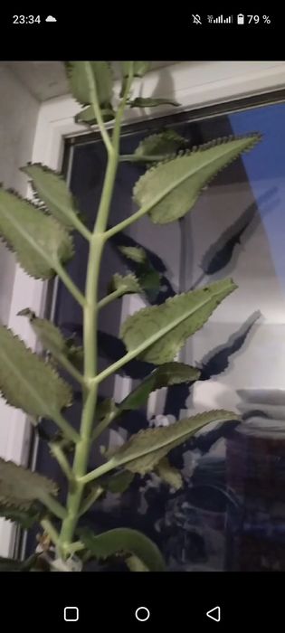 Продам лечебнное растения каланхоэ