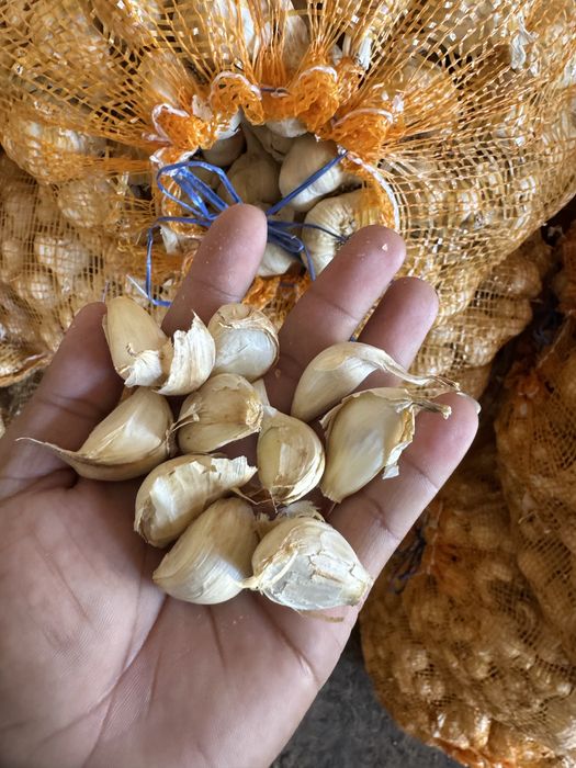 Vand usturoi de pus in pamant