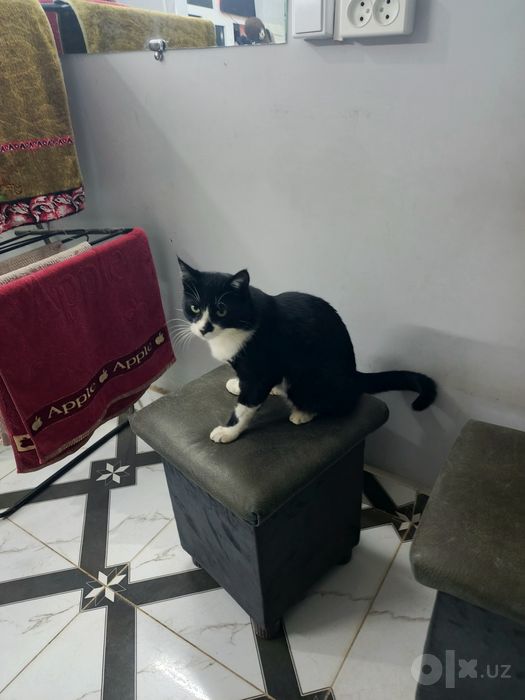 Mushuk sotiladi zotdor