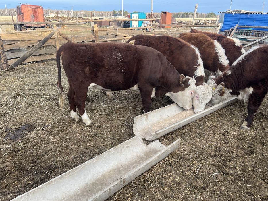 Продам быков с откорма