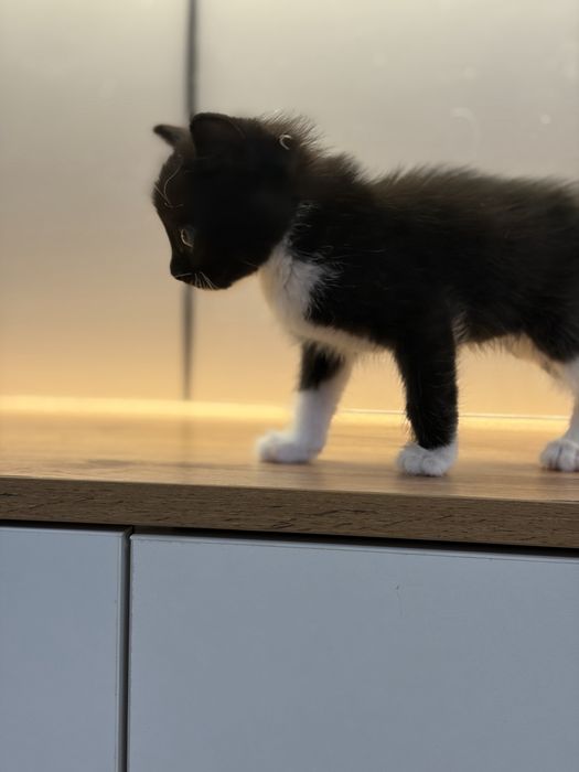 Черный котенок 1 месяц