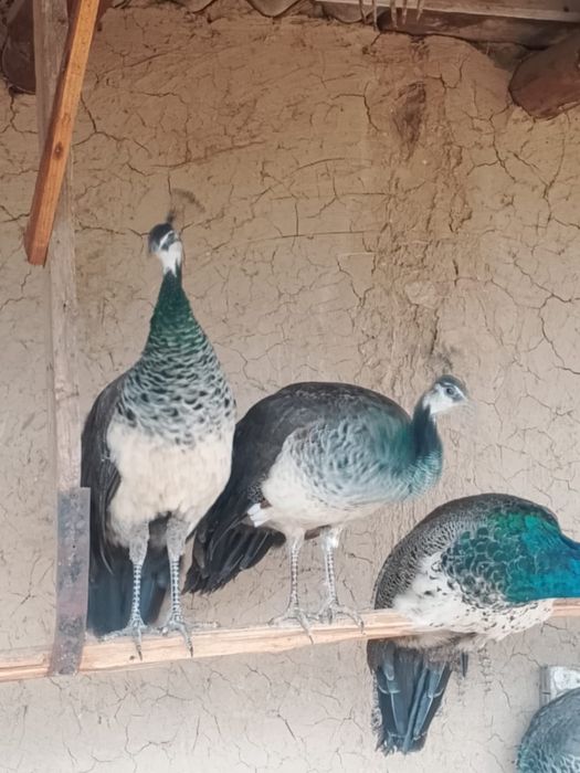 Павлины Самка/Самец