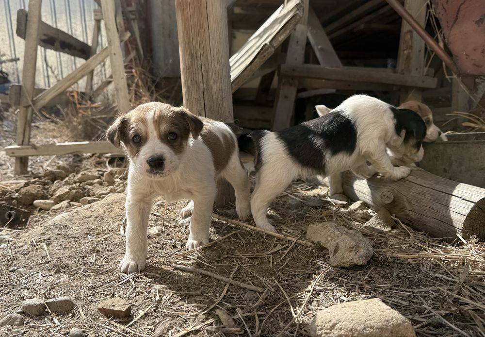 Отдам щенков в хорошие руки