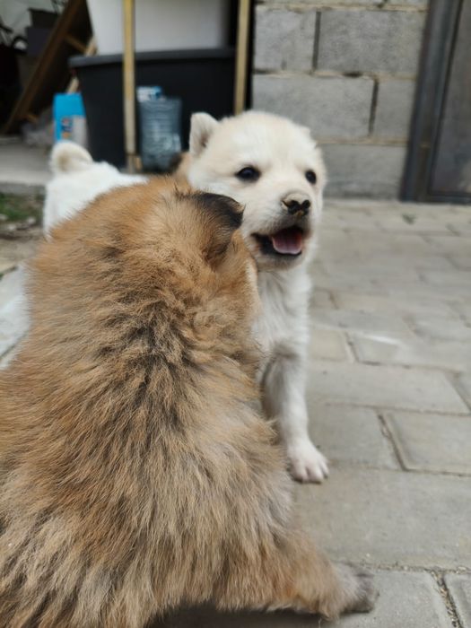 Щенки в добрые руки
