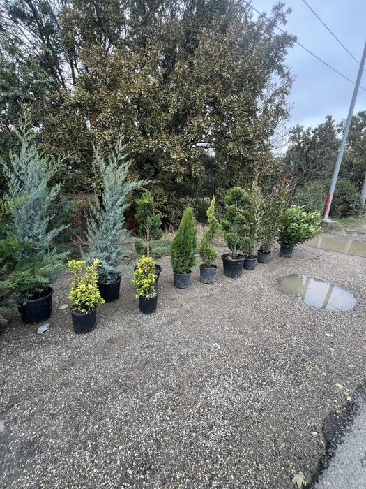 Mestecan alb ienupar leylandii photinia laur englezesc pret minim