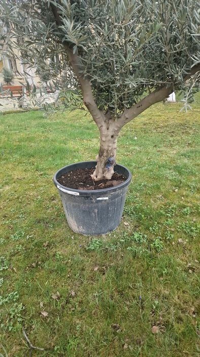 Маслинови   дървета