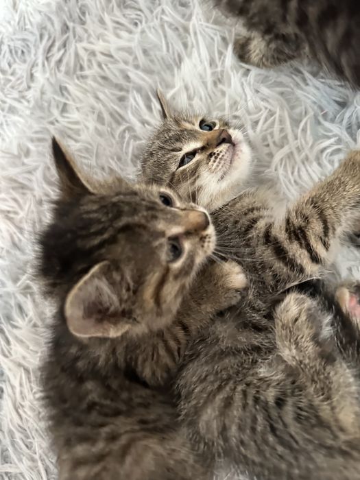 Котёнок маленький