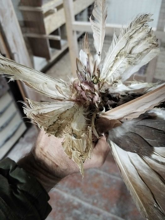 Продам голубей...