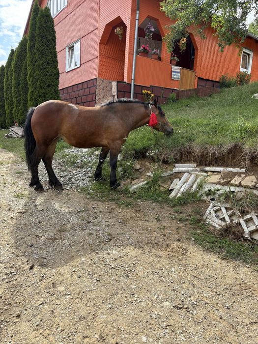 De vânzare mânza