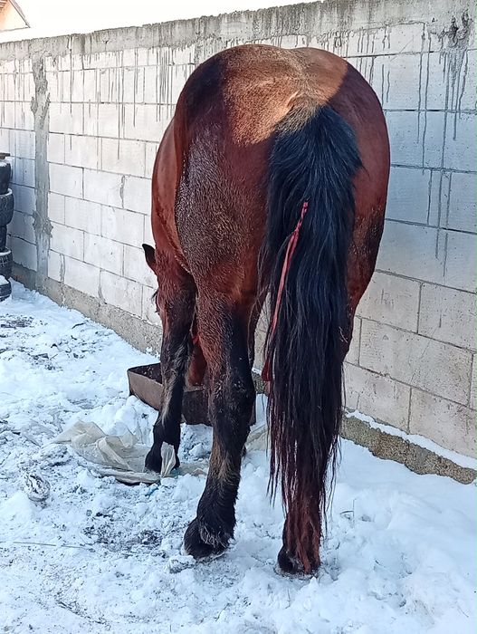 Vand Armasar 2 ani jumate